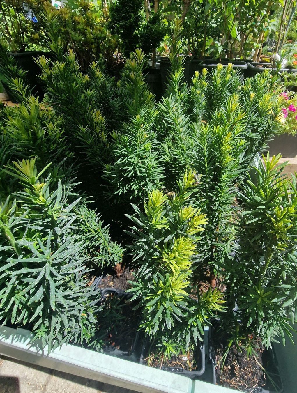 Piante & sementi: Säuleneibe Taxus baccata Fastigiata Robusta Eibe – Usato da Uerkheim venduto da Justi.y 3
