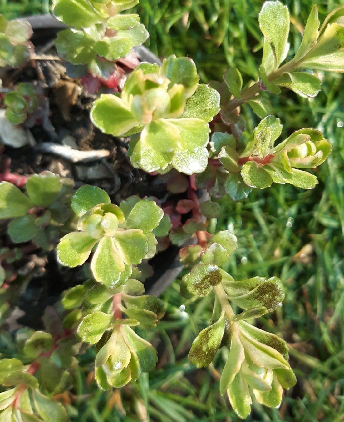 Pflanzen & Samen: Kambotscha trikolore gelb sedum – Gebraucht aus Ibach von chaemilochhobbygarte 1
