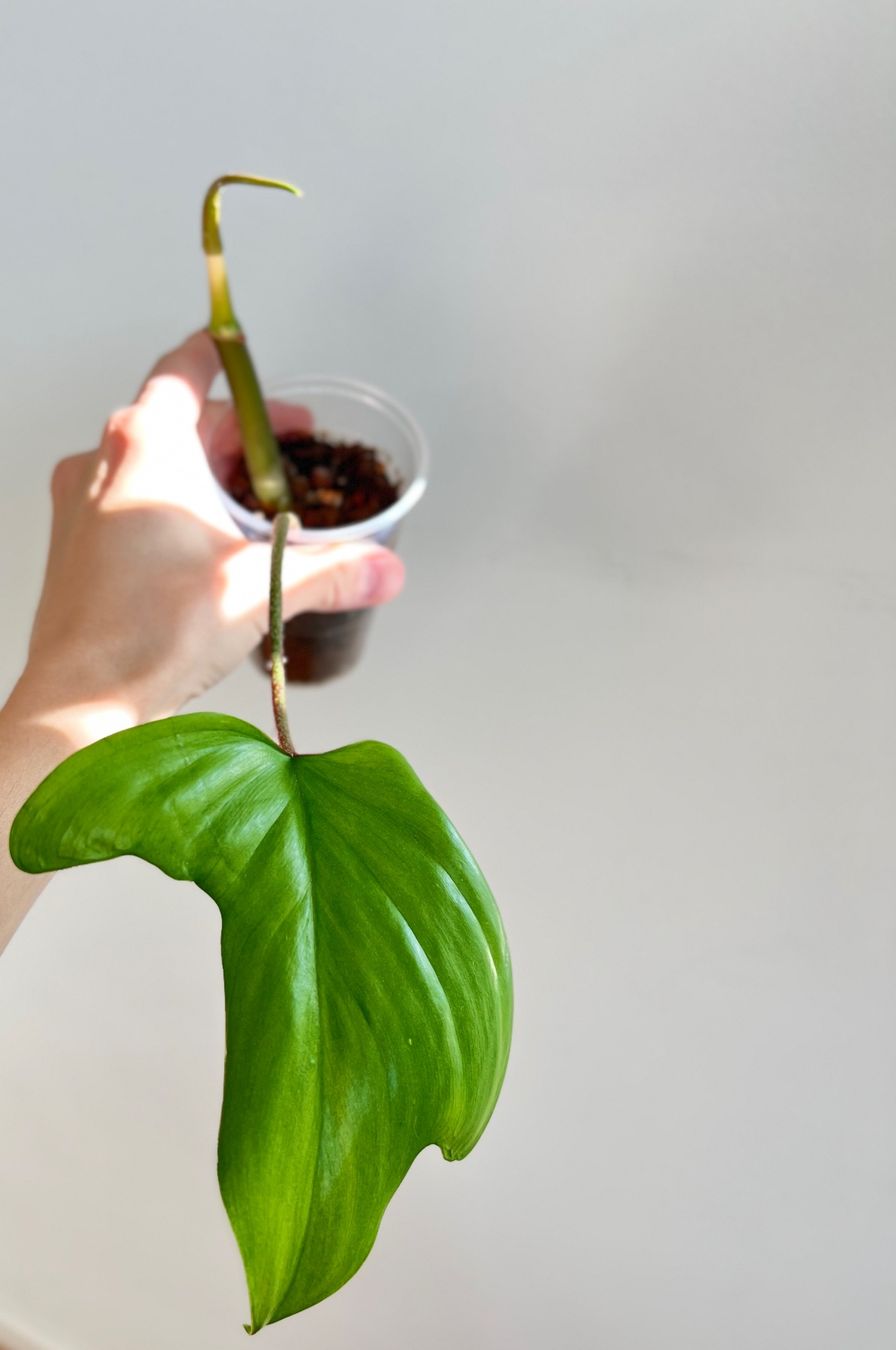 Piante & sementi: Philodendron Florida Ghost💚 – Usato da Glattpark(Opfikon) venduto da ste_n99y 2