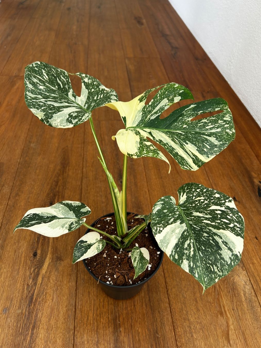 Pflanzen & Samen: Monstera Thai Constellation💚 – Gebraucht aus Wattwil von Mikesplantshop 1