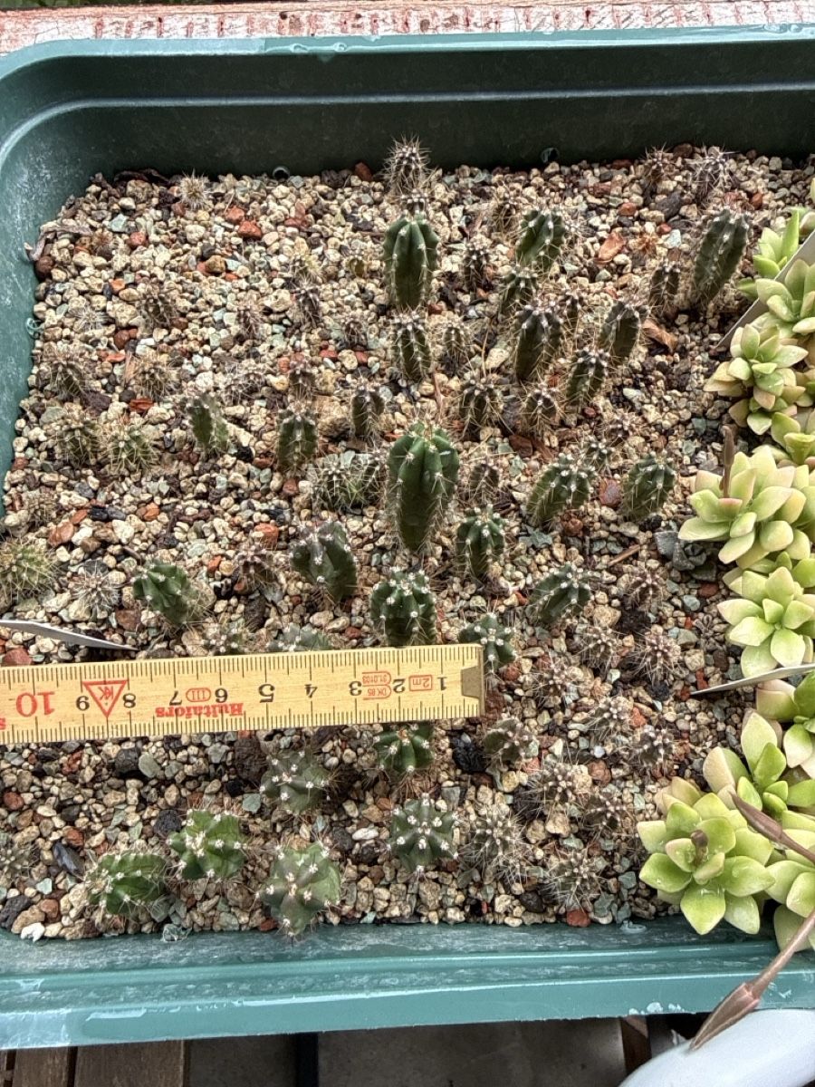 Plantes & graines: Echinopsis pachanoi / TC – D'occasion à Rorbas par SimS0n 3