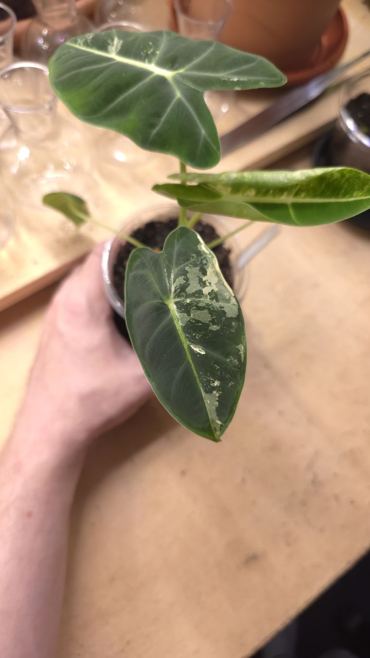 Pflanzen & Samen: Alocasia Frydek Variegata "gène albo" – Neu (gemäss Beschreibung) aus Neyruz FR von bry_2dg9 2
