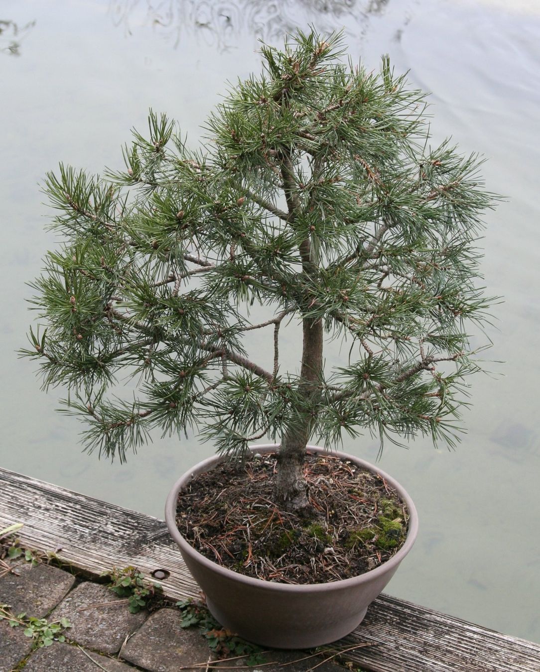 Piante & sementi: BONSAI  -  Bergkiefer – Usato da Gretzenbach venduto da Sikim 2