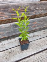 Granatapfel - Punica granatum "Lyubimy" - 1 Pflanze