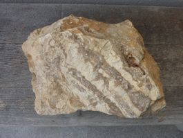 Grosse, versteinerte Koralle, Rohstein