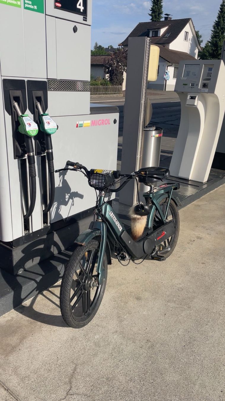 Piaggio Cyclomoteurs: Piaggio Ciao Mofa – D'occasion à Beinwil am see par ben_xr6k 3