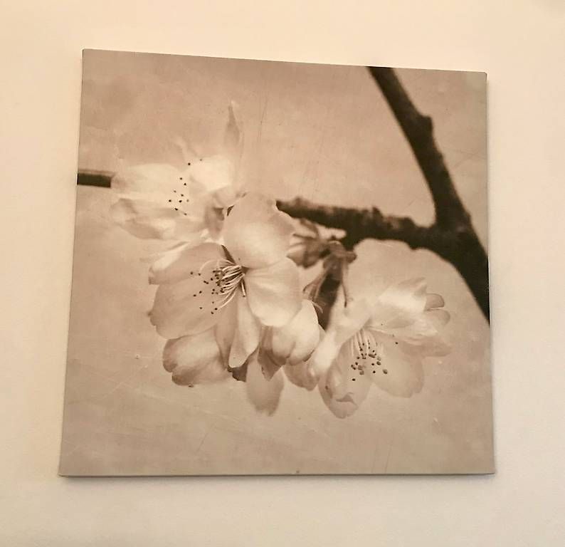 Foto & Immagini: Bilder Kirschblüten – Usato da Luterbach venduto da roxy_world 1