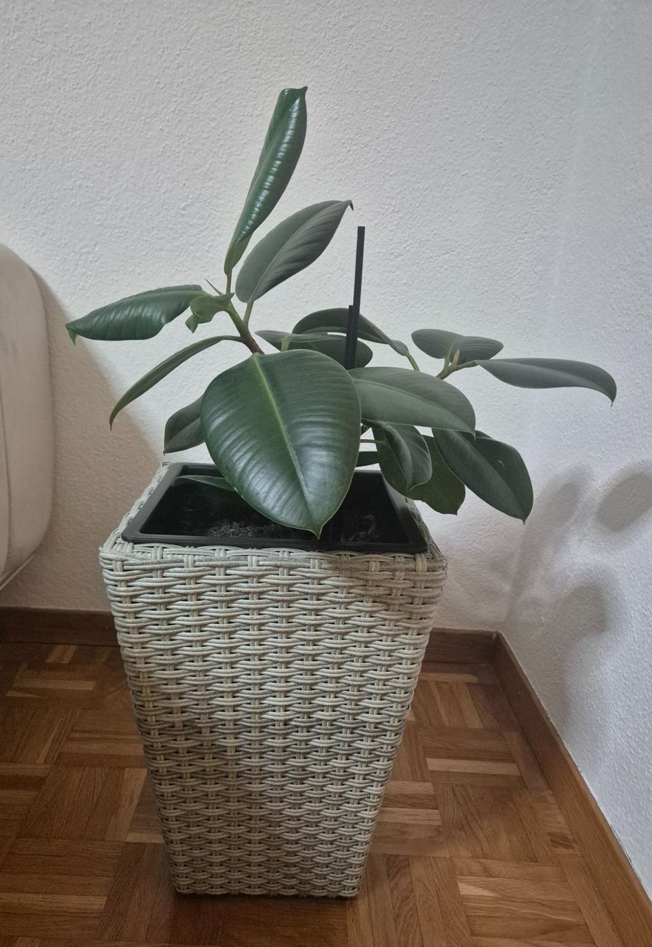 Plantes & graines: Gummibaum mit Topf – D'occasion à Mellingen par Loewe2006 2