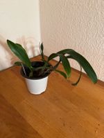 Bulbophyllum falcatum