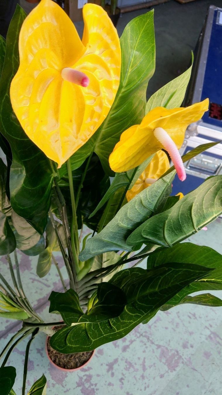 Piante & sementi: Decoflower Anthurium mit gelben Blüten 120cm – Nuovo (secondo la descrizione) da Däniken SO venduto da Profog1 3