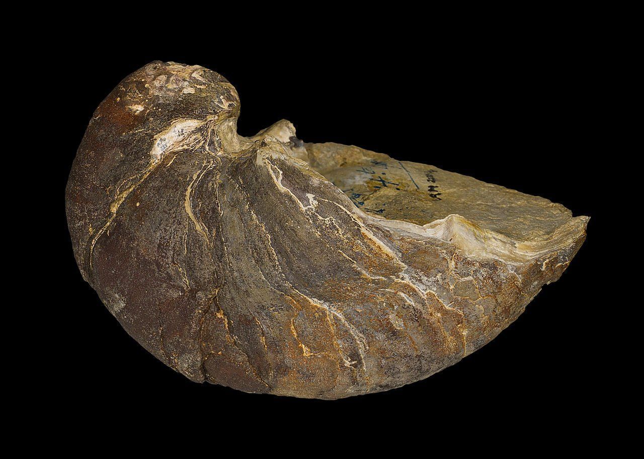 Fossili: 2x Marine fossil shells - Pycnodonte vesicularis – Usato da Pambio Noranco venduto da Pol69 6
