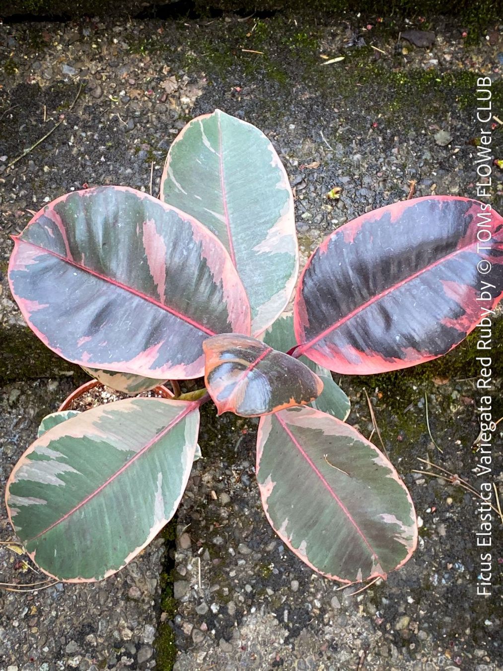 Piante & sementi: Ficus Elastica Variegata Red Ruby - ein eleganter Blickfang – Nuovo e nell'imballaggio originale da Adliswil venduto da asTOMas963 5