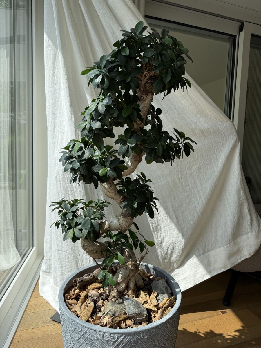 Plantes & graines: Ficus Ginseng mit S-Stamm – D'occasion à Meisterschwanden par Larana7