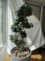 Ficus Ginseng mit S-Stamm
