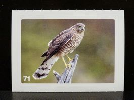 MIGROS MANIA Nature Detectives Nr. 71