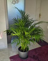 Goldfruchtpalme in grauem Topf