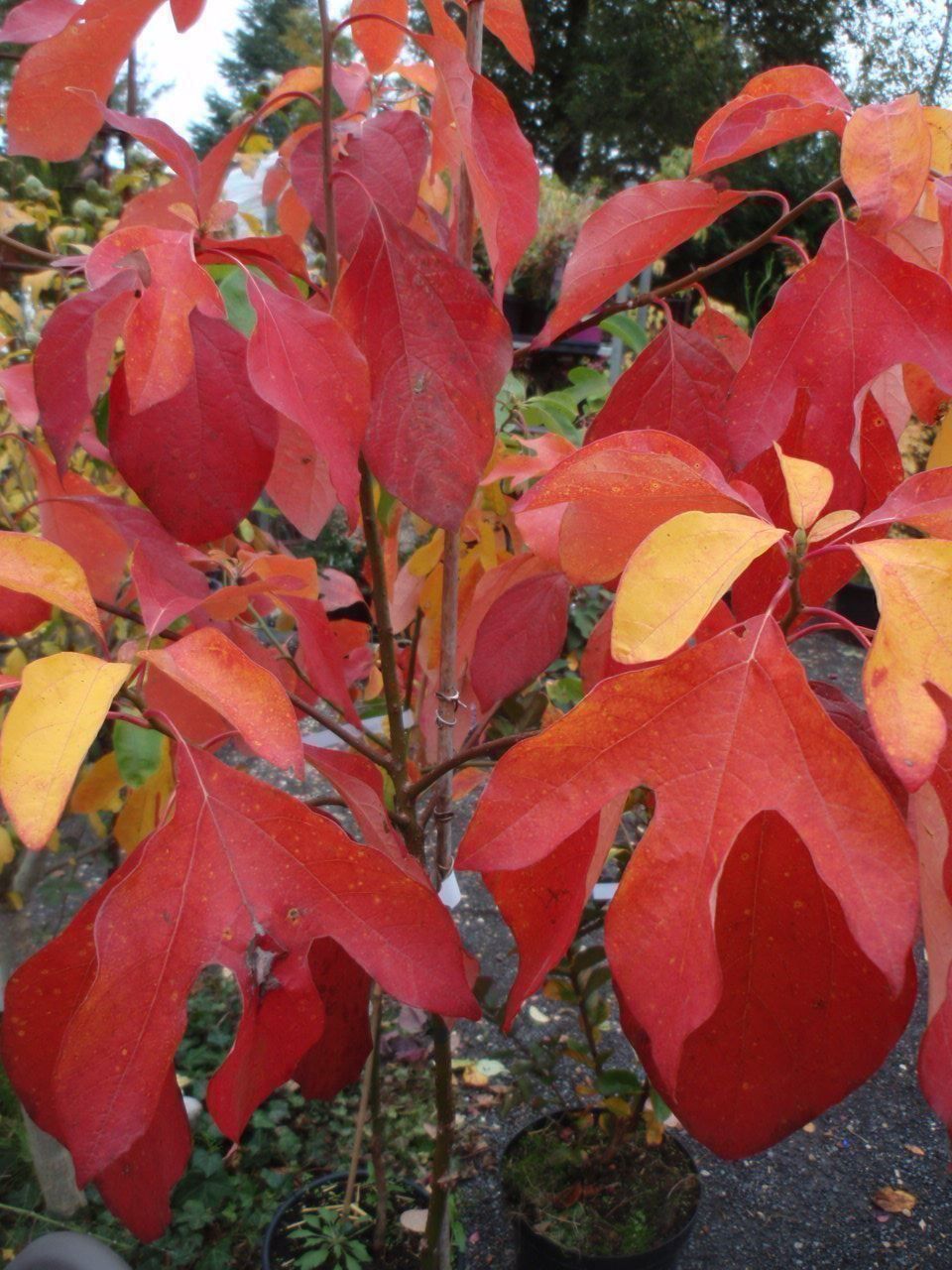 Piante & sementi: Laurier des Iroquois PLANT – Nuovo (secondo la descrizione) da Bremblens venduto da FIBONACCI369 3