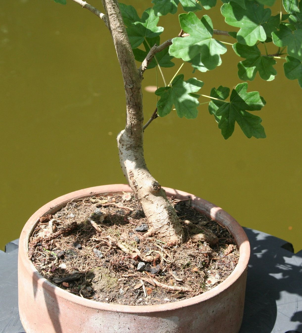 Piante & sementi: BONSAI  -  Feldahorn – Usato da Gretzenbach venduto da Sikim 3