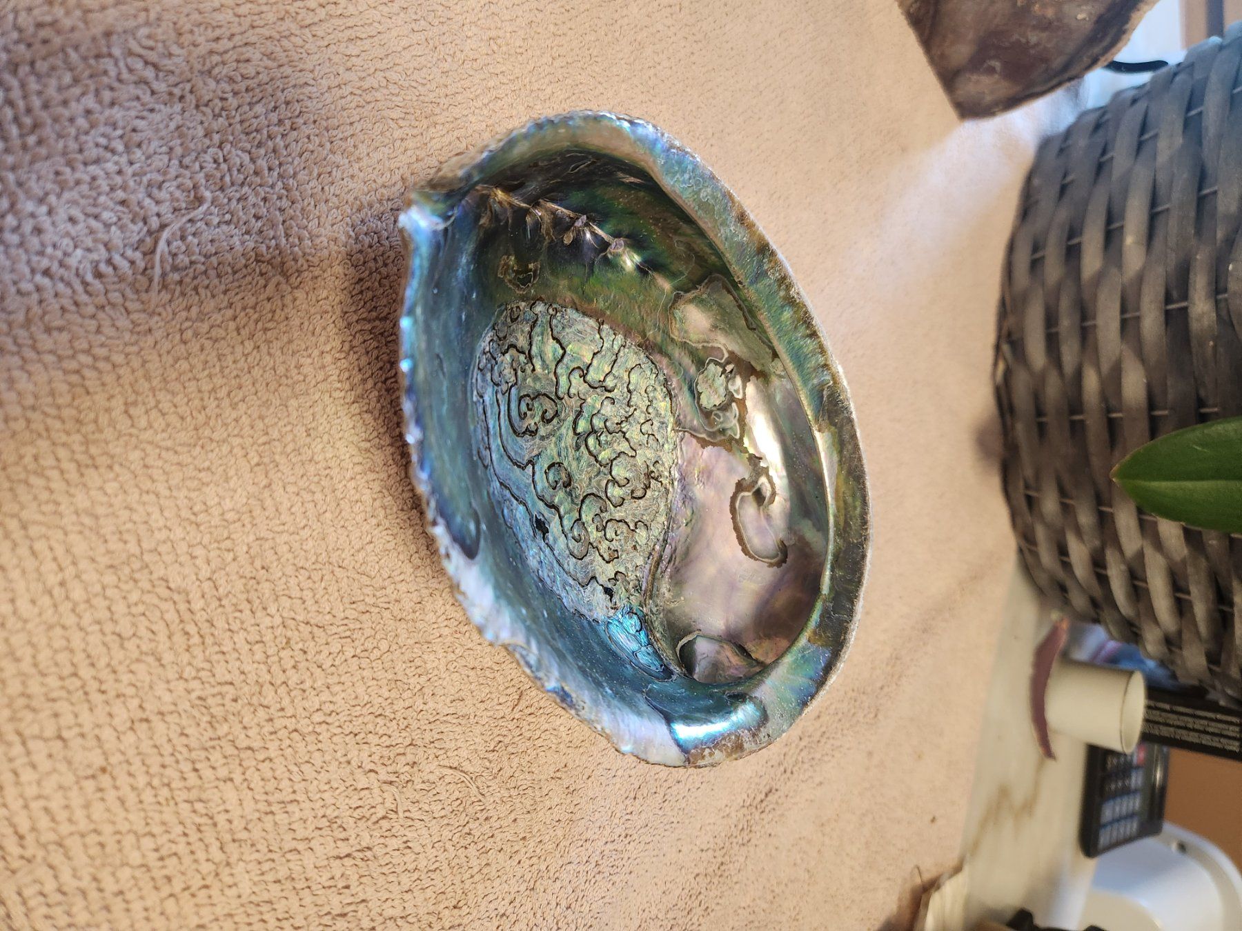 Alle Dekorationen: Grand Ormeau Abalone Paua Nacre Multicolore Rare 17cm – Gebraucht aus Chêne-Bourg von Pqnospfc 1