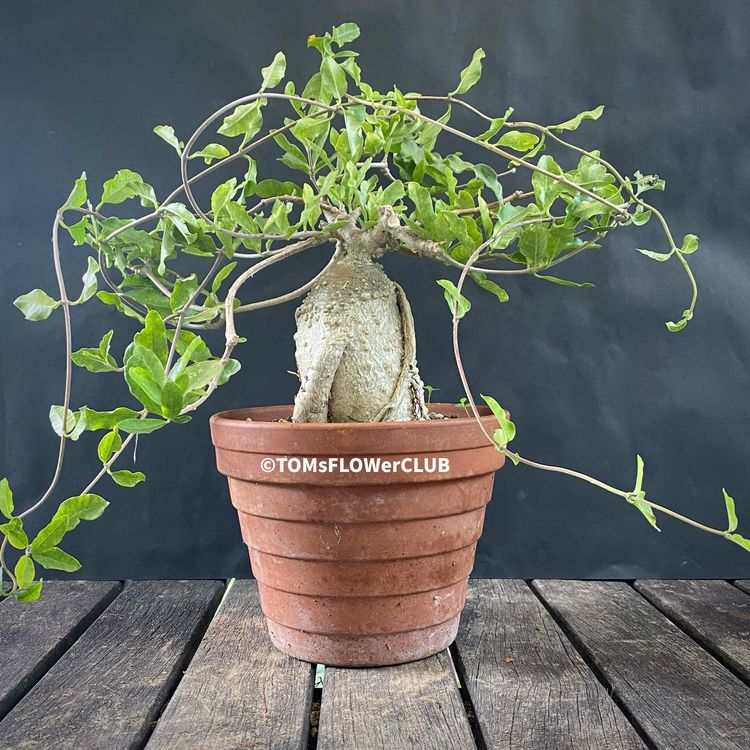 Fockea edulis Kaufen auf Ricardo