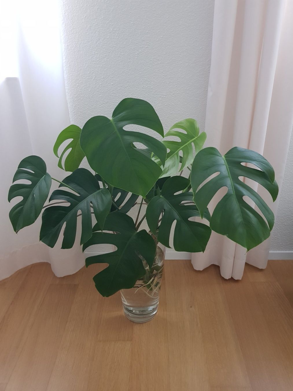 Piante & sementi: 3 Monstera Stecklinge in Wasser – Usato da Zürich venduto da Asti10
