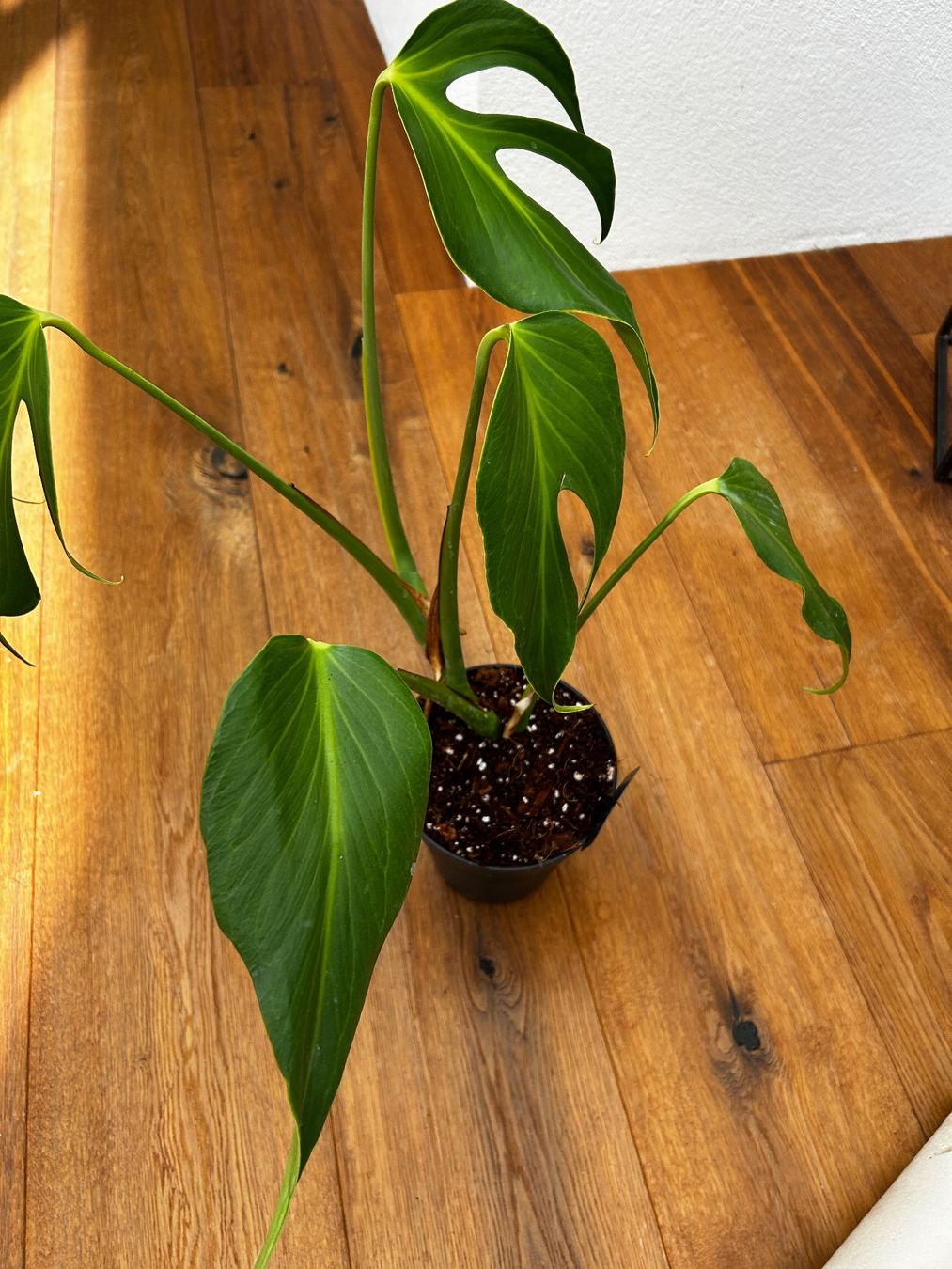 Piante & sementi: Monstera Burle Marx Flame – Nuovo e nell'imballaggio originale da Wattwil venduto da Mikesplantshop 3