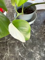 2x Monstera Deliciosa Albo Variegata  schön panaschiert