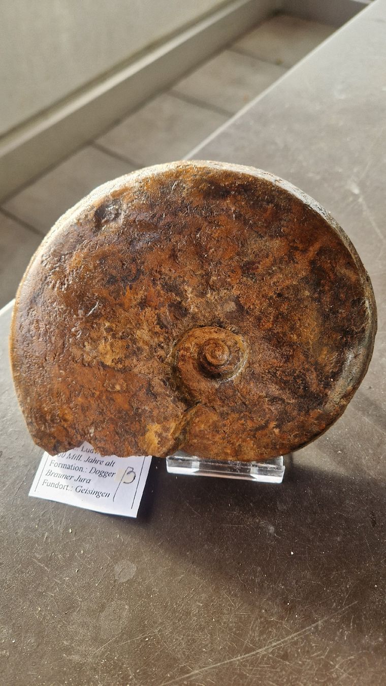 Fossili: Grösserer Ammonit Ludwigia  – Usato da Niederhasli venduto da rehauge01 5