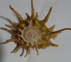 SEHR SELTENE ANGARIA SPHAERULA MEERES-MUSCHEL,-5,5 CM,
