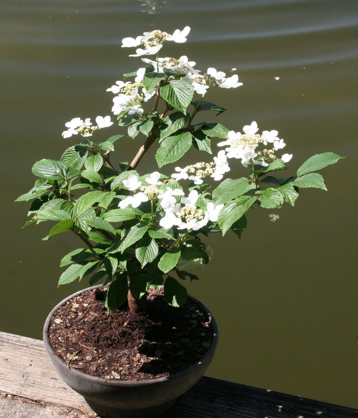 Piante & sementi: BONSAI  -  Japanischer Schneeball – Usato da Gretzenbach venduto da Sikim