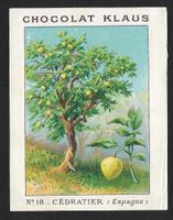 Carte Correspondance Chocolat Klaus, Cédratier (1930s)