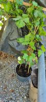 Weinrebe Pflanze im Topf Vitis  Vinifera Kernlos