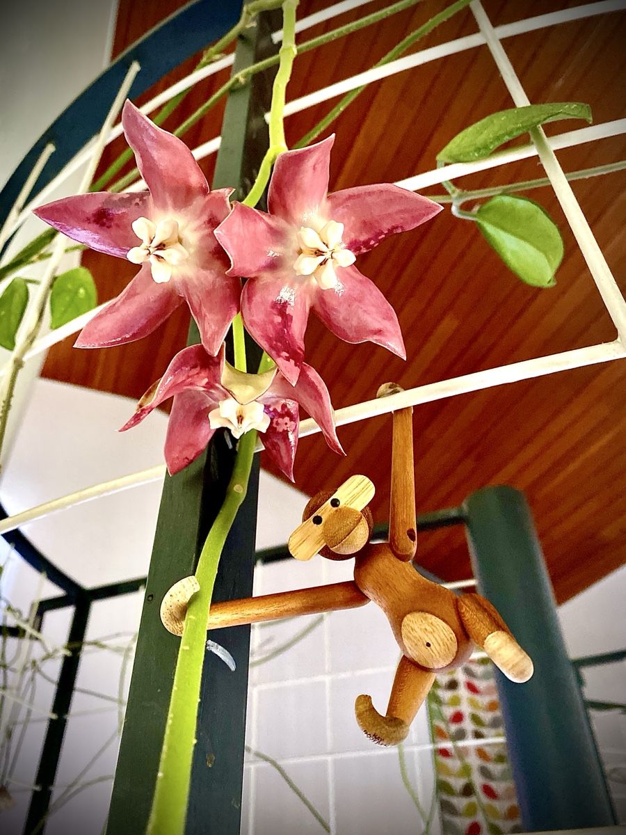 Piante & sementi: Boutures Hoya imperialis red – Nuovo (secondo la descrizione) da gollion venduto da the_pale