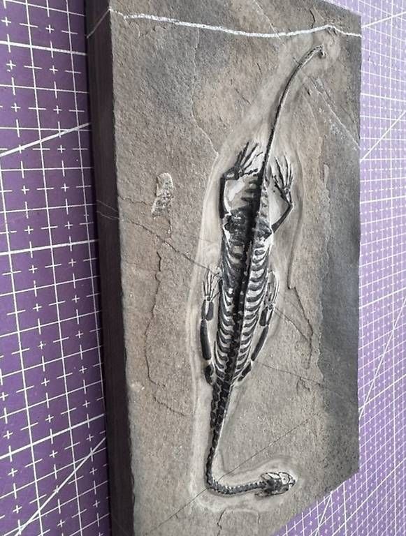 Fossili: Keichousaurus Fossil – Usato da Abtwil AG venduto da dca_gch7 3