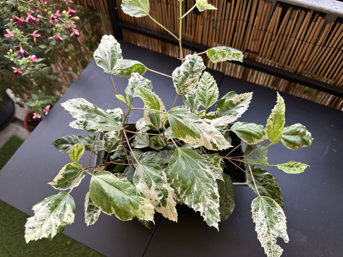 Pflanzen & Samen: Hibiskus 🌺 seltene Sorte !!!! – Gebraucht aus Bern von womiman 2