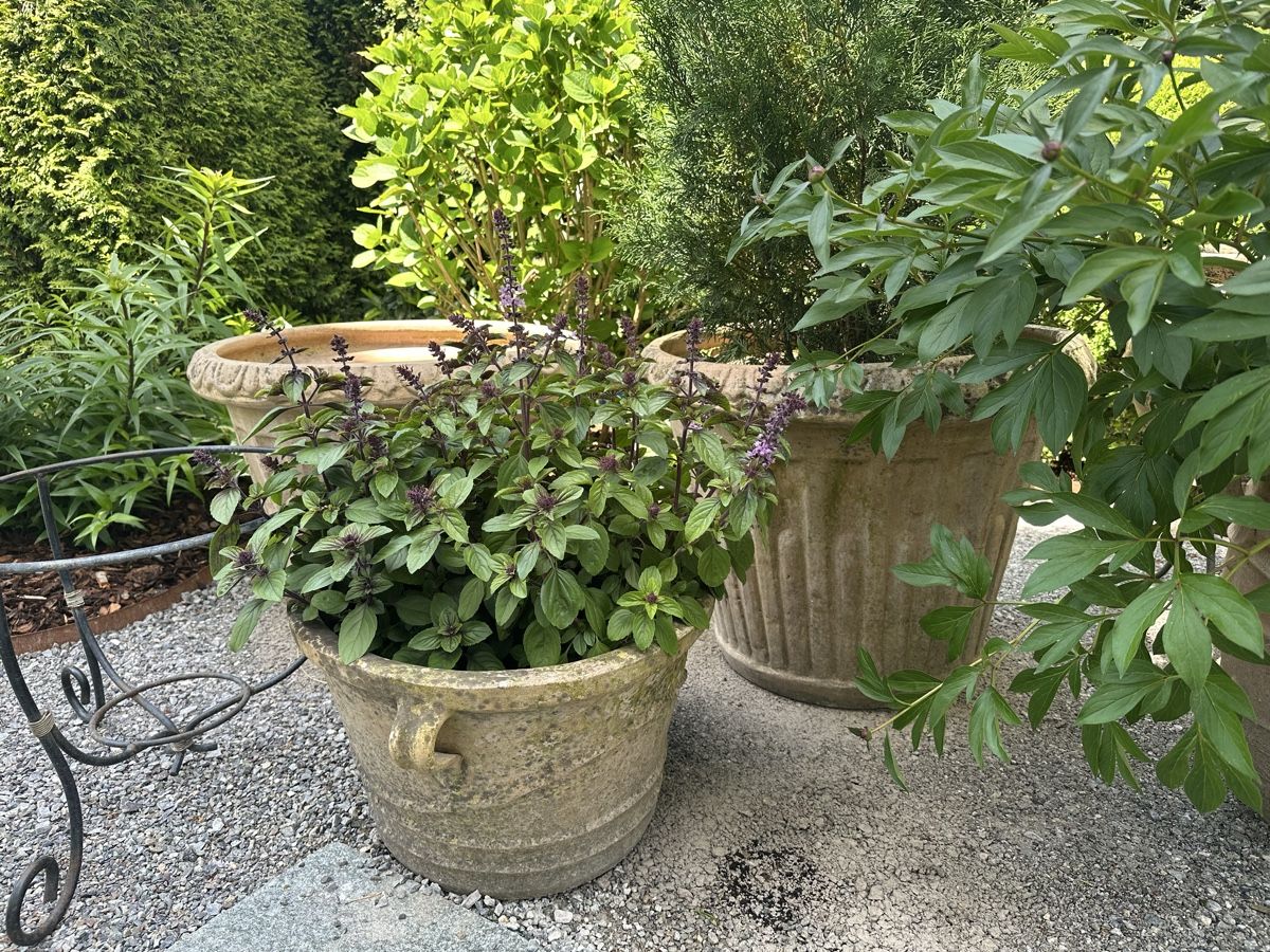 Vasi per fiori: Zwei grosse Terracotta Palmentöpfe – Usato da Zürich venduto da evelyn67 4