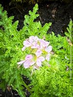 Pelargonium Pseudoglutinosum – Rarität mit filigranem Laub