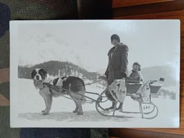 Echt Photo Karte / St Moritz - Schlitten mit Schlittenhund 