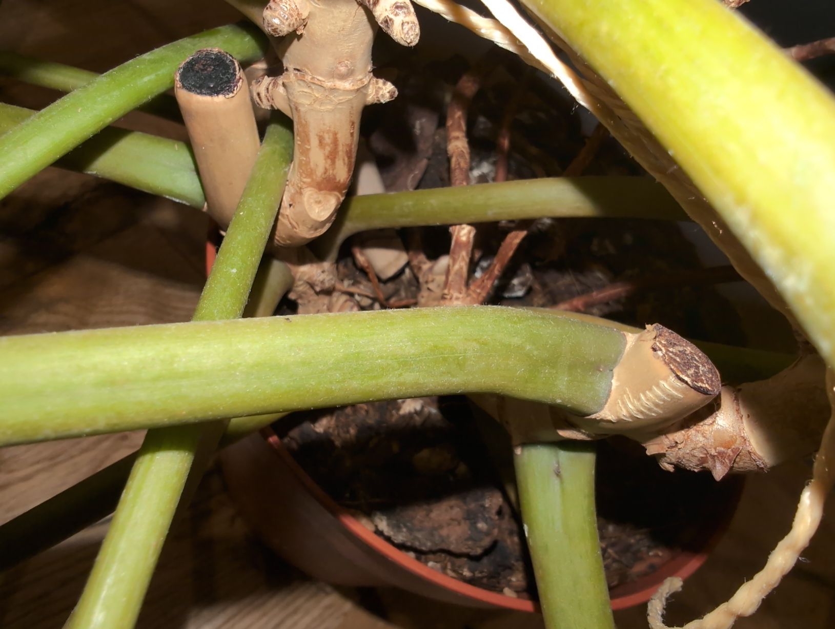 Piante & sementi: XXL Philodendron billietiae – Usato da Bern venduto da JennisJungle 5