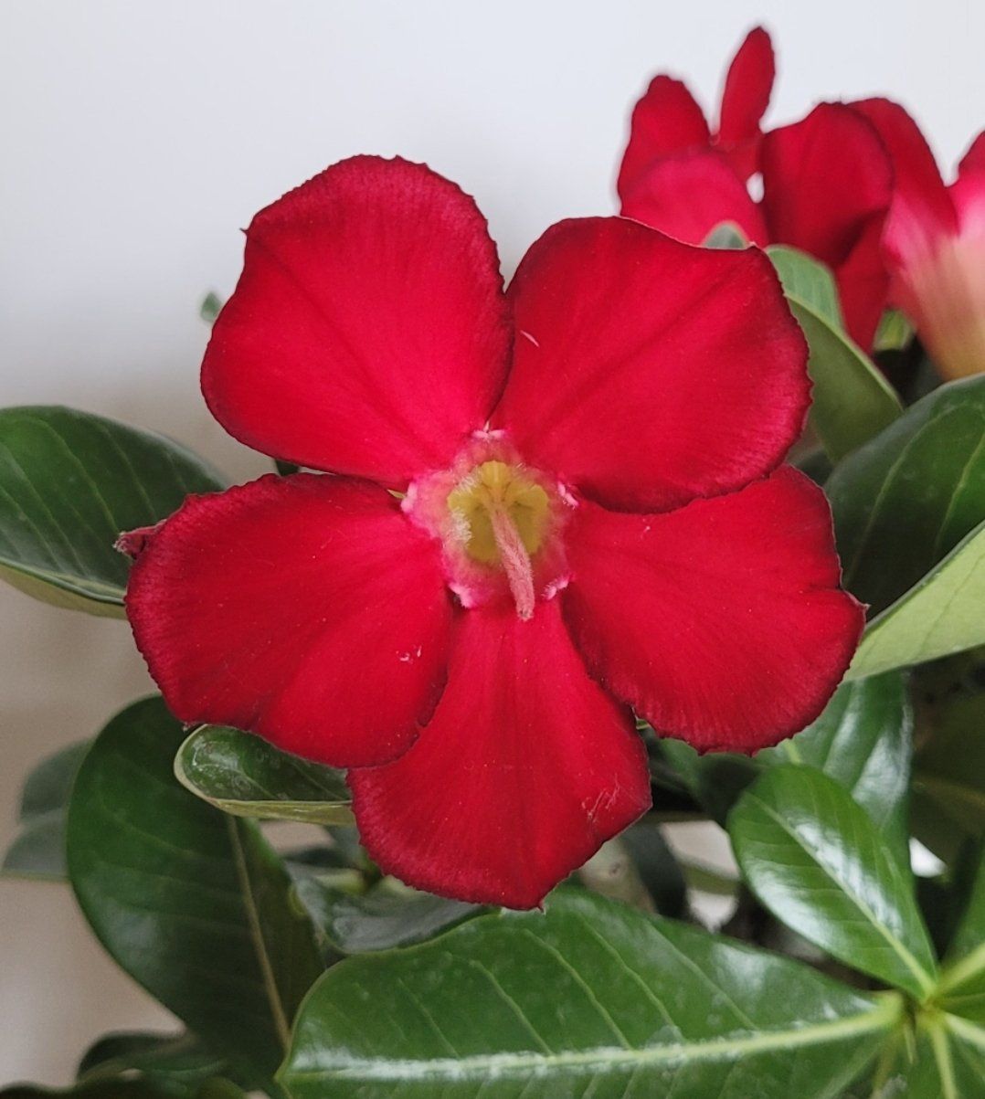 Pflanzen & Samen: Adenium / Wüstenrosen Samen-Mix – Neu (gemäss Beschreibung) aus St.Erhard von  7