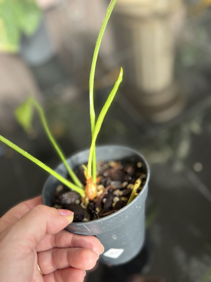 Pflanzen & Samen: Anthurium zeensatum – Neu (gemäss Beschreibung) aus Buchrain von Stetoscop 2