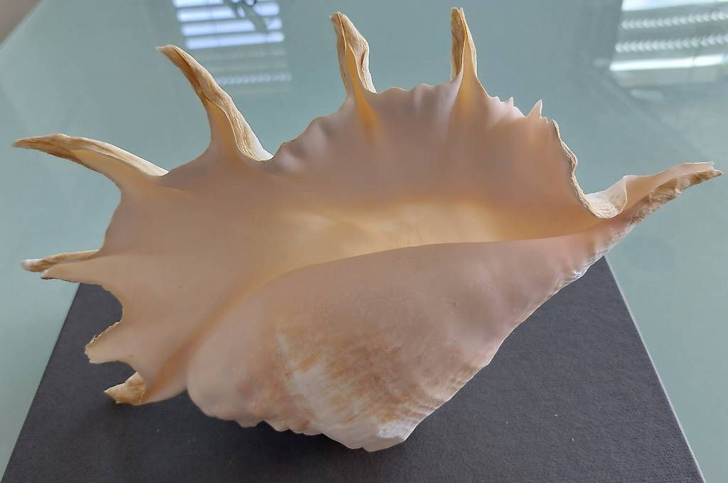 Fossili: Le lambis, coquillage de la Mer Rouge – Usato da Martigny venduto da paquito60