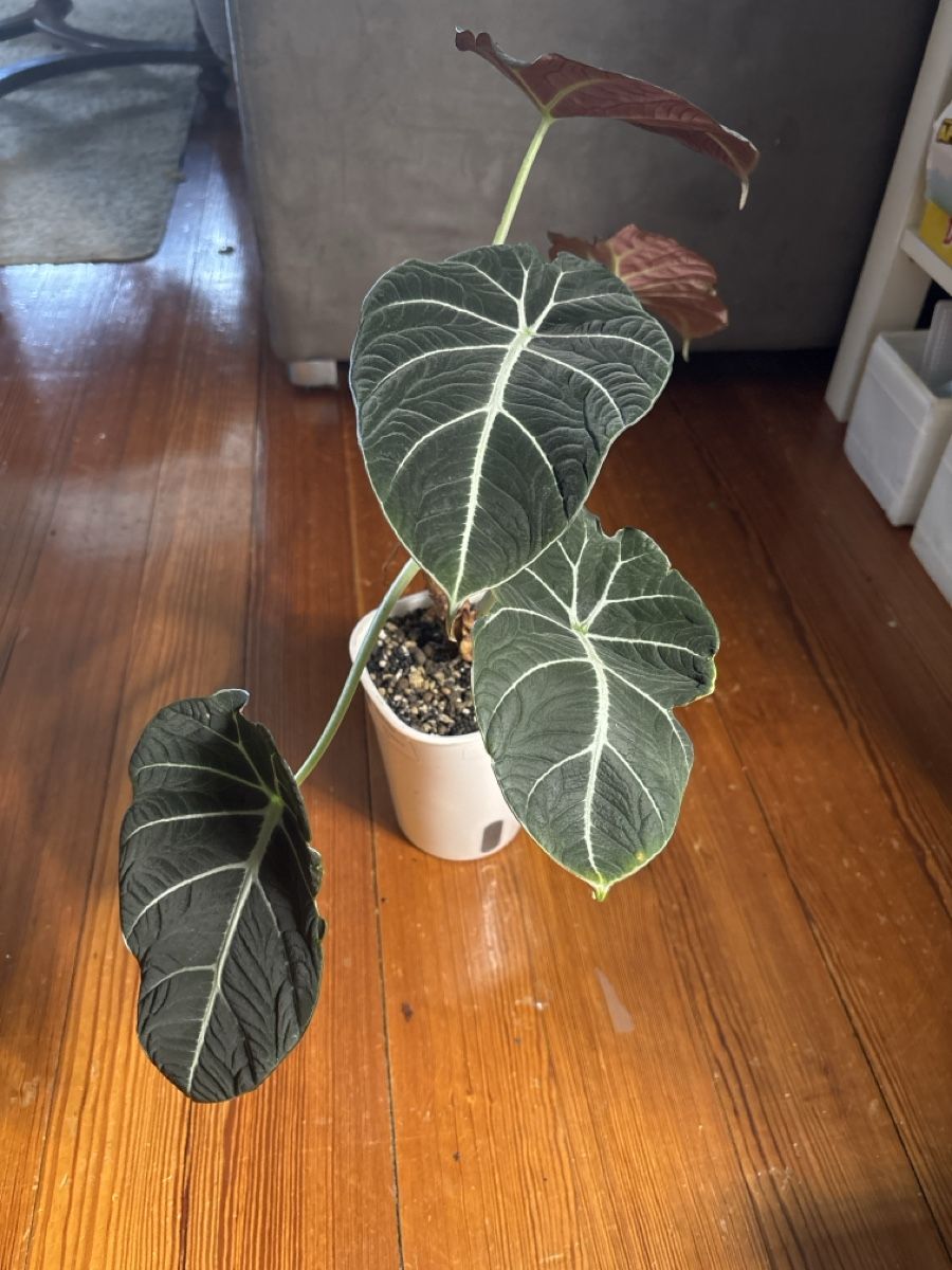 Piante & sementi: Alocasia Black Velvet – Nuovo e nell'imballaggio originale da Basel venduto da Pink_White 2