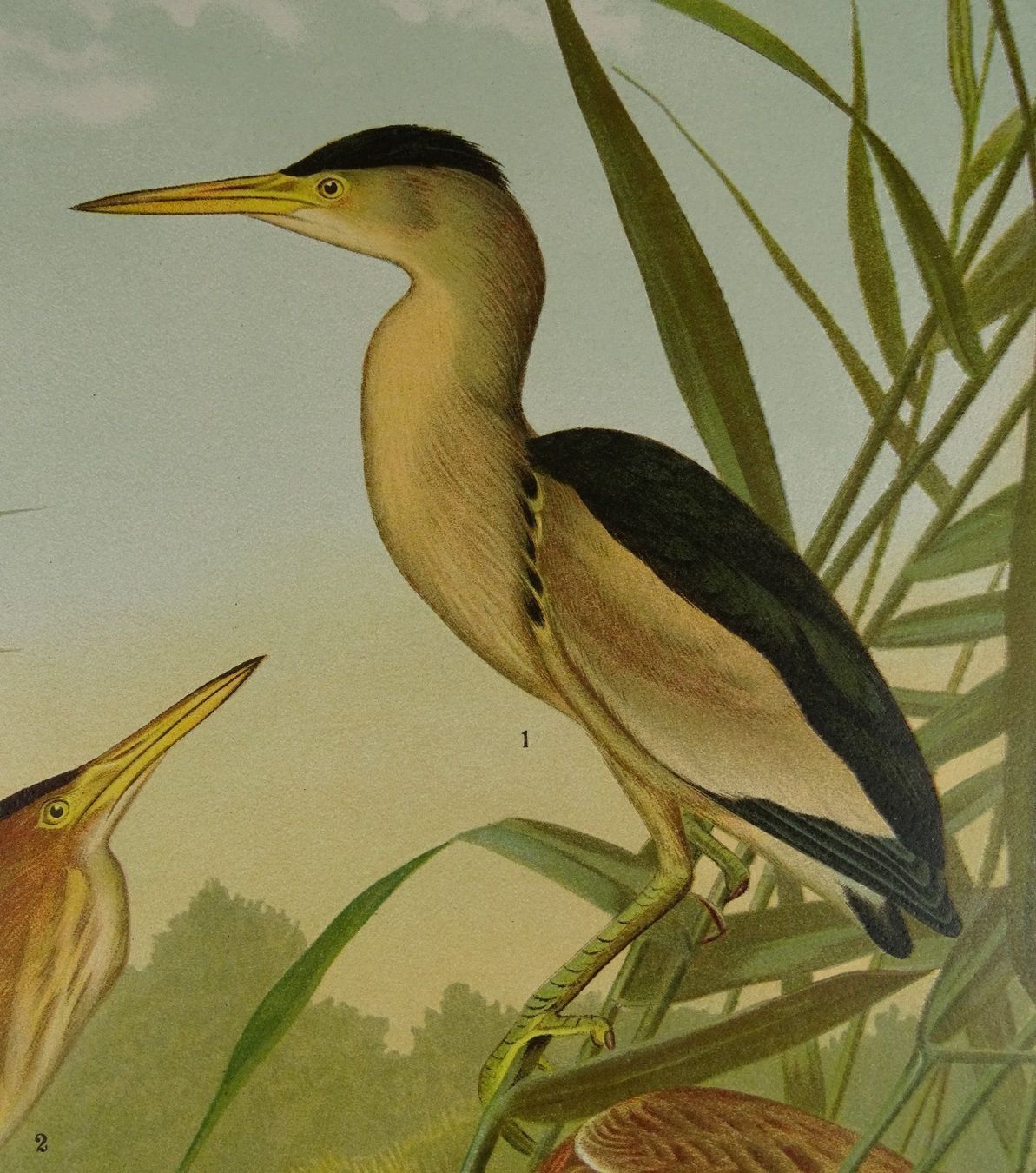 Incisioni: KL. ROHRDOMMEL, CHROMOLITHOGRAPHIE 1900 – Usato da Grüningen venduto da Kartensammler 4