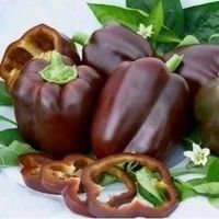 Poivron chocolat ! RARE-PLANT 20g