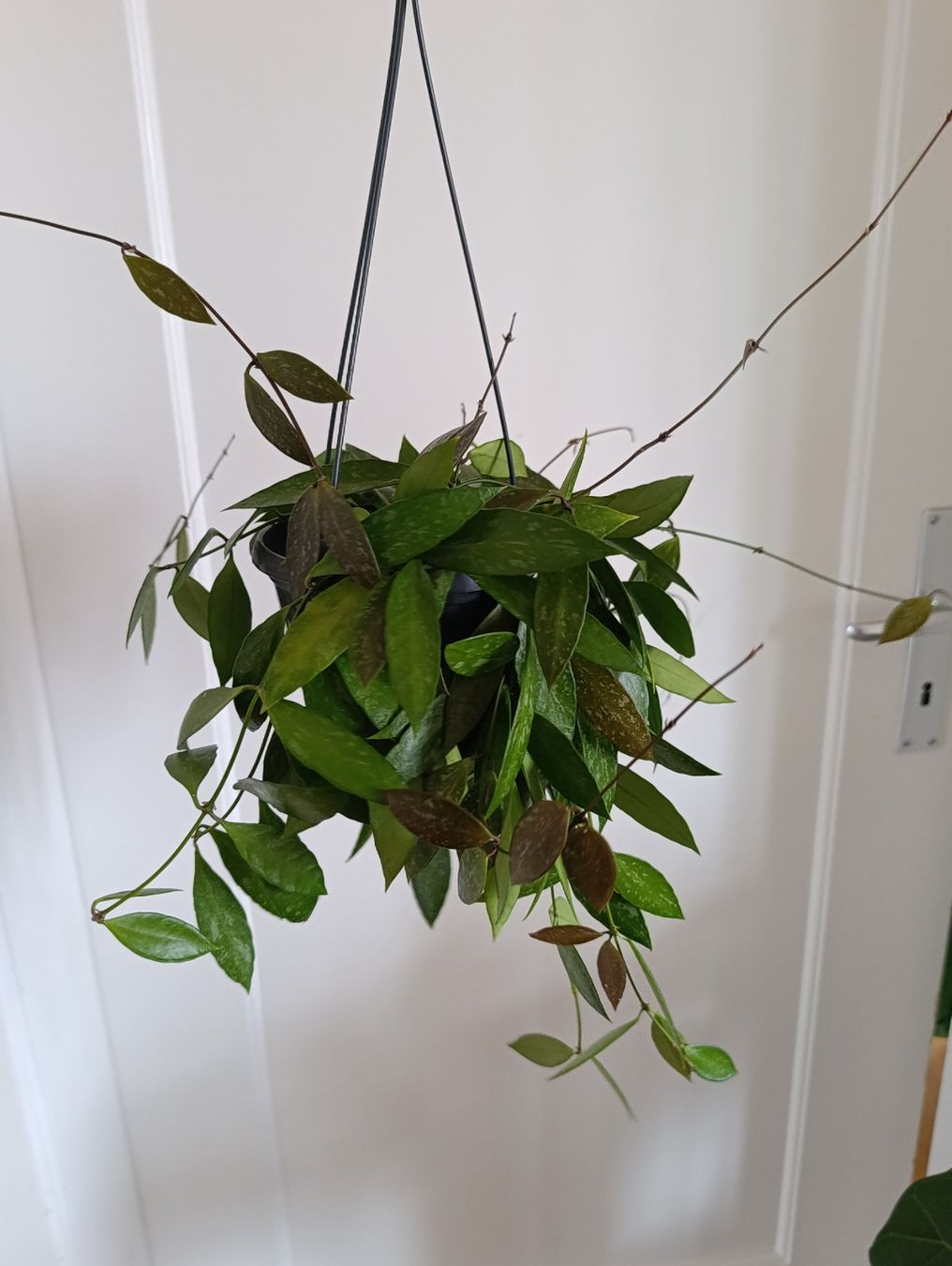 Piante & sementi: Hoya Gracilis – Usato da Baar venduto da L.isa28 2