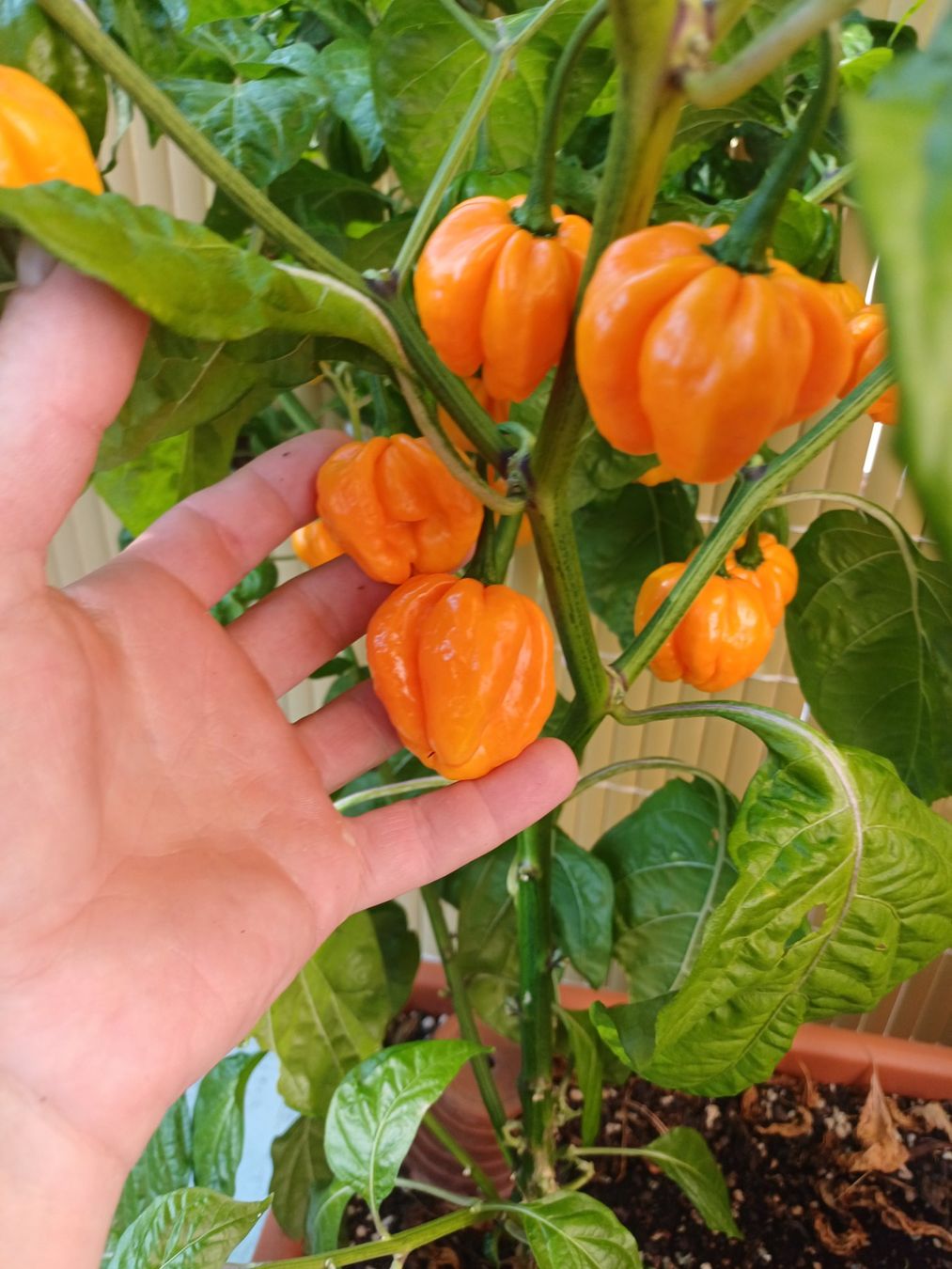 Piante & sementi: "Scotch Bonnet" Chili Nr.5 Samen – Usato da Neftenbach venduto da QuiQuo 1