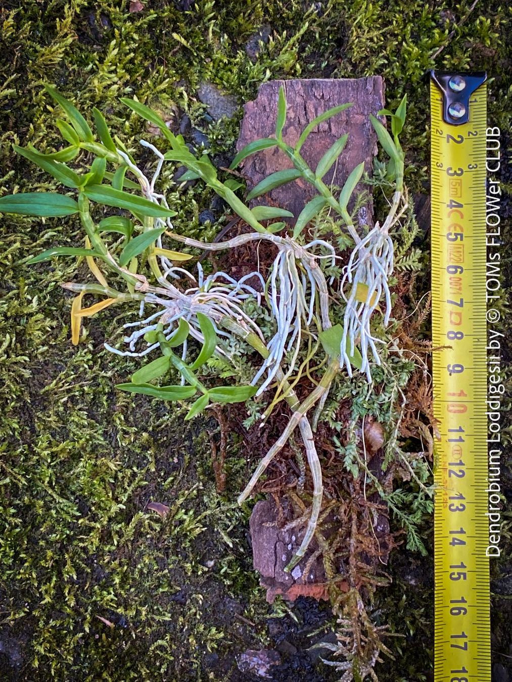Pflanzen & Samen: Dendrobium Loddigesii - bezaubernde Miniatur Orchidee – Neu und originalverpackt aus Adliswil von TAKEYOURPLANT 5