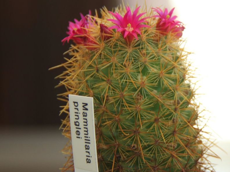 Piante & sementi: Kaktus Mammillaria pringlei – Usato da Steg im Tösstal venduto da Stacheli24