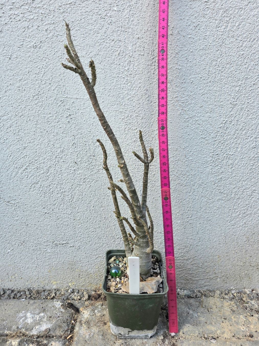 Piante & sementi: Adenium arabicum "Black Hawk" / Wüstenrose – Usato da Thalheim venduto da silvara01 1